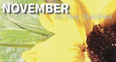 South-Coast-Botanic-Garden-Activities-November-1